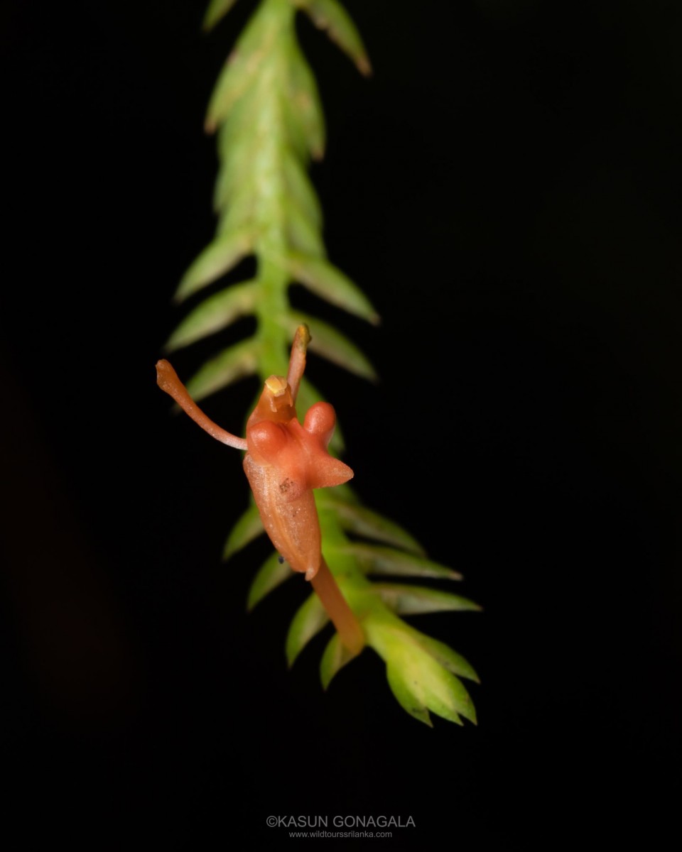 Stichorkis gibbosa (Finet) J.J.Wood